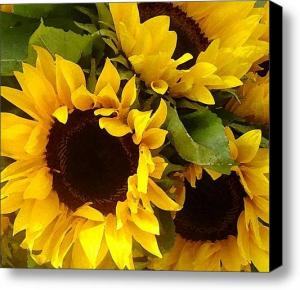 Sunflowers New Sale